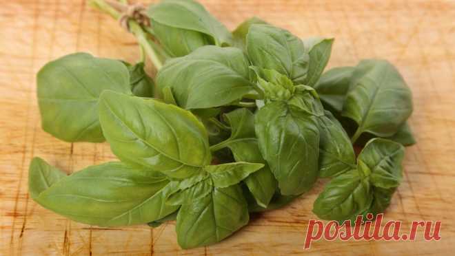 Врач предложила включить в меню один доступный продукт ради профилактики рака и гипертонии Диетолог Калбертсон посоветовала для защиты от рака и гипертонии есть базилик.