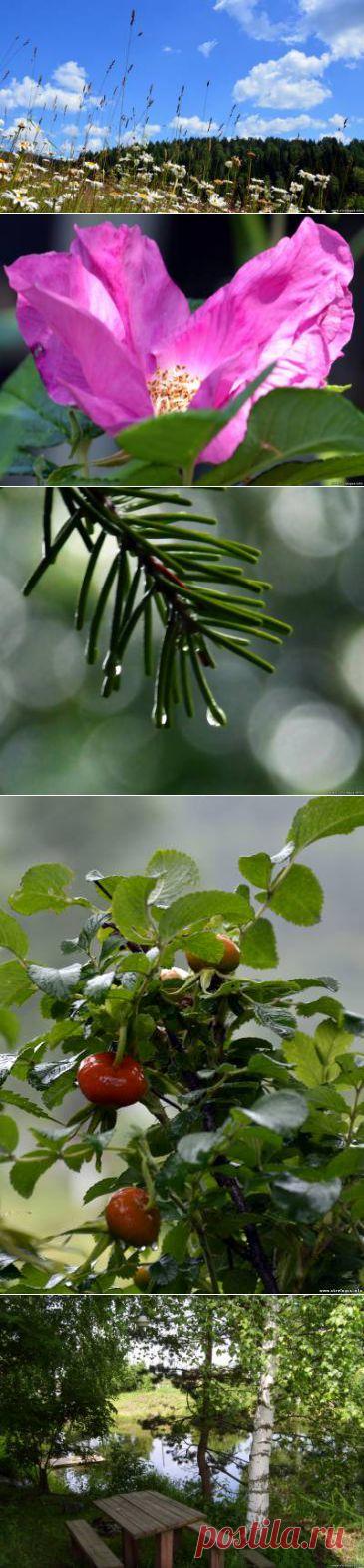 STRELOGOS: стихи и проза - Стихи