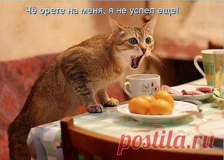 ЧО ЗРЯ ОРАТЬ?