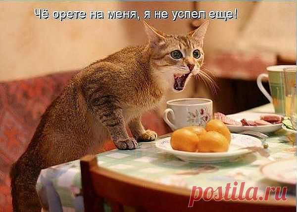 ЧО ЗРЯ ОРАТЬ?