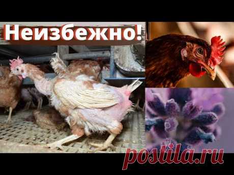 Пока не запахло жареным! Старые куры несушки в хозяйстве.