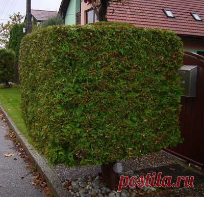 Живая изгородь: стрижка | Ленивый сад