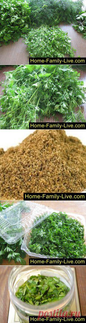 Как заготовить кинзу на зиму - пошаговый фоторецепт - кориандр на зиму Различные способы сохранности сезонной зелени на зиму.