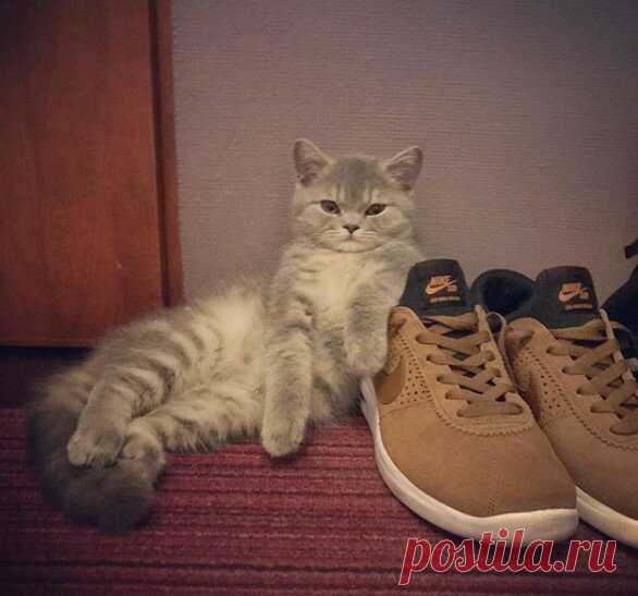 КотоТерапия, часть 2. Забавные котики для хорошего настроения. Улыбитесь! )) | Мечтательная кошка | Яндекс Дзен