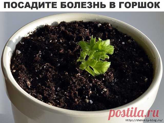 Посадите болезнь в горшок!