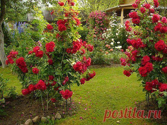 5 ОШИБОК В ВЫРАЩИВАНИИ РОЗ НА ДАЧЕ: