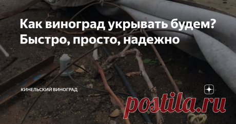 Как виноград укрывать будем? Быстро, просто, надежно На днях просматривала Инстаграм и увидела фото коллеги из нашего региона. Он выложил снимок соснового лапника и с радостью сообщил, что начал готовиться к укрытию винограда на зиму. Честное слово, если бы я сначала узнала, сколько ухищрений используют виноградари-любители, чтобы укрыть виноград, я бы никогда не решилась посадить его на дачном участке. Зачем эти адовы муки!? Приведу примеры. Кто-то мчится в лес за сосновы...