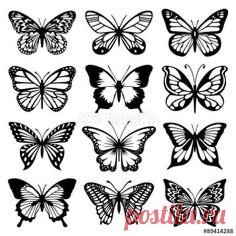 Vector: Butterfly Vector Set