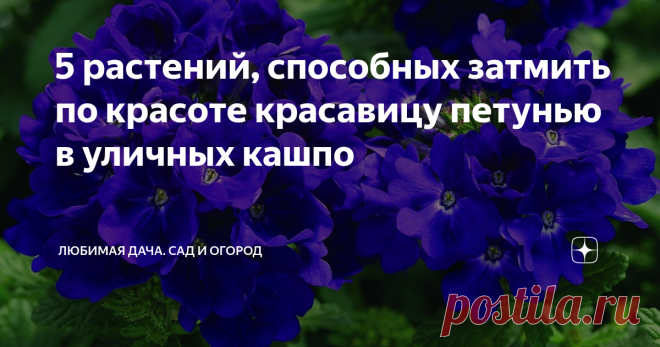5 растений, способных затмить по красоте красавицу петунью в уличных кашпо Статья автора «Любимая Дача. Сад и Огород» в Дзене ✍: Здравствуйте, дорогие друзья!