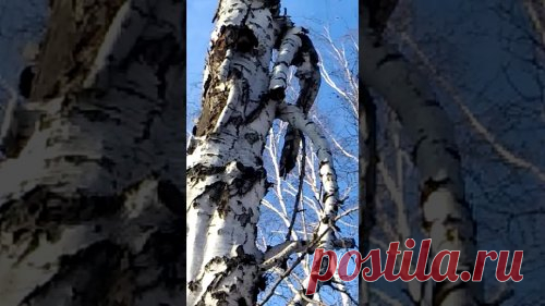 Охота на куницу видео-новинки / Смотреть бесплатно / Сибирский охотник