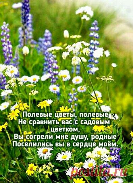 Полевые цветы