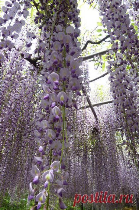 Фиолетовый