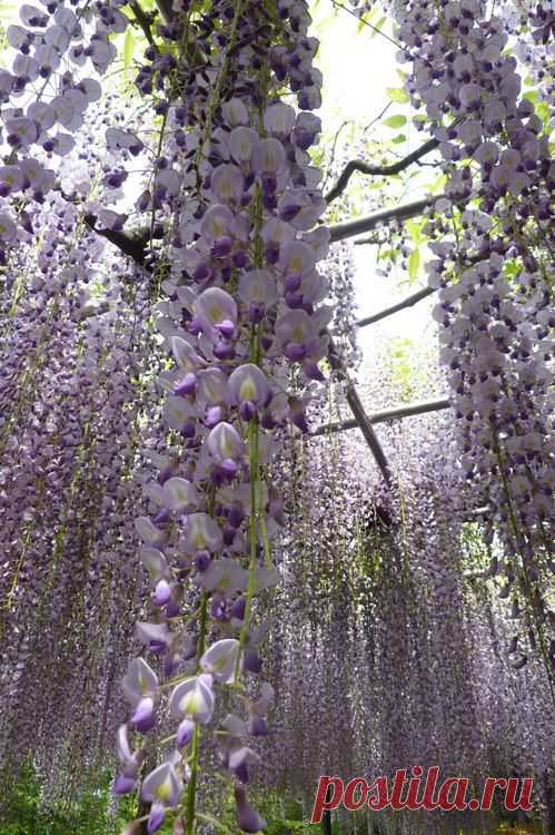 Фиолетовый