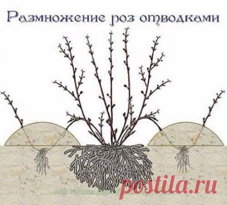 Размножение роз отводками - Садоводка