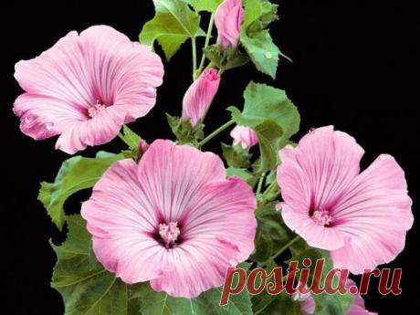 (99) Одноклассники