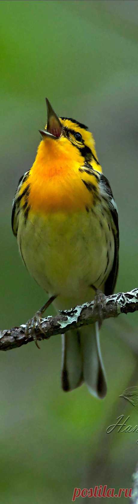 Пин от пользователя Hilly van den Oort на доске ♥ The Beauty of Birds ♥