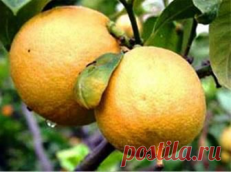 (+1) тема - Бергамот — полезный цитрус | 6 соток