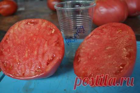 Отчет по лучшим сортам моих томатов 2021 - урожайность, вкус, и другие параметры  Сообщениеот Андрей Васильев » Ср окт 18, 2019 12:50
Я тоже не раз попадал под град.
Рассыпается в руках.
Это не сорт, это какой-то новый вид на рынке томатов.
В том году купил у коллеги со своего участка рассаду томатов, только что появившихся на прилавках.
Завязал с этим сортом, ибо качество было совсем никакое.
А вот эти вот, в пакетиках, ещё ничего.
И вкус, как говорится, на уровне.
Не супер, но...