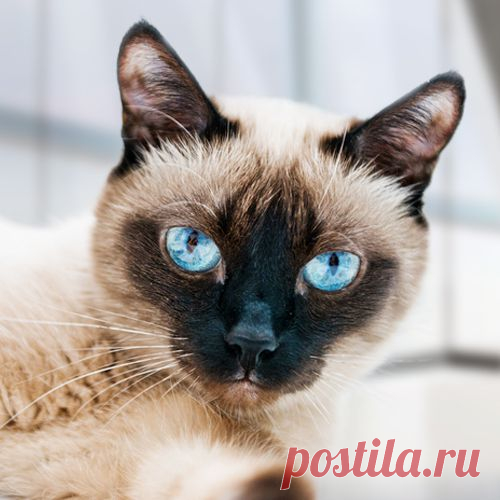 Какой вы кот?