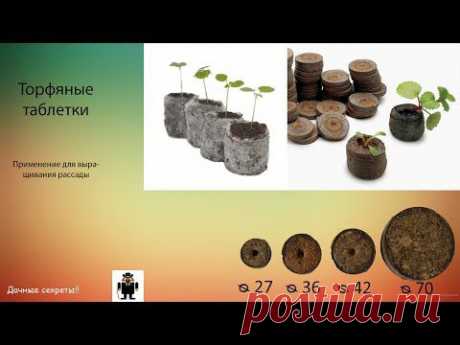 Правильное выращивание рассады в торфяных таблетках