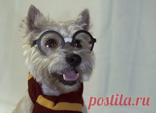 Очаровательные собаки, мечтающие стать супергероями (13 фото) | Чёрт побери Домашние животные, которые хотят во всём подражать своим хозяевам, представляют собой невероятно забавное зрелище! Ещё более очаровательны они, когда пытаются быть похожими (не без помощи своих владельцев) на супергероев!