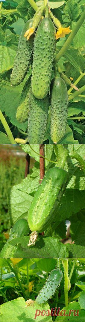 (56) Одноклассники