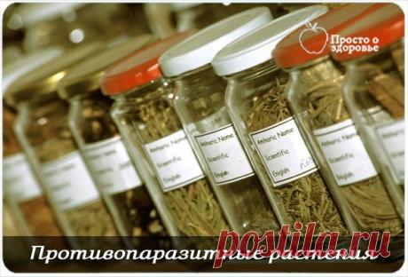 Противопаразитарные растения