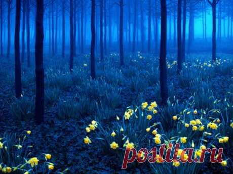 Самые живописные места на планете (фото) - Полюс Мира
Черный лес, Германия