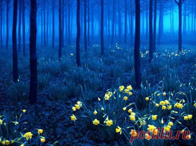 Самые живописные места на планете (фото) - Полюс Мира
Черный лес, Германия