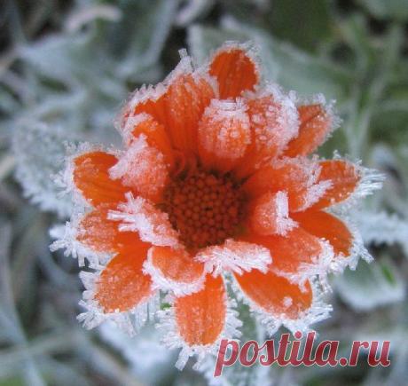 Плейкаст «Цветы под снегом»