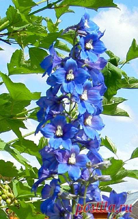 Фото – Google+