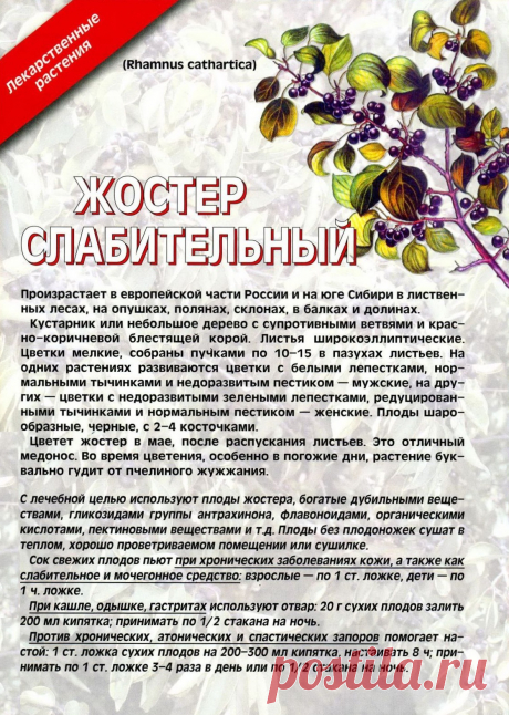 Жостер слабительный