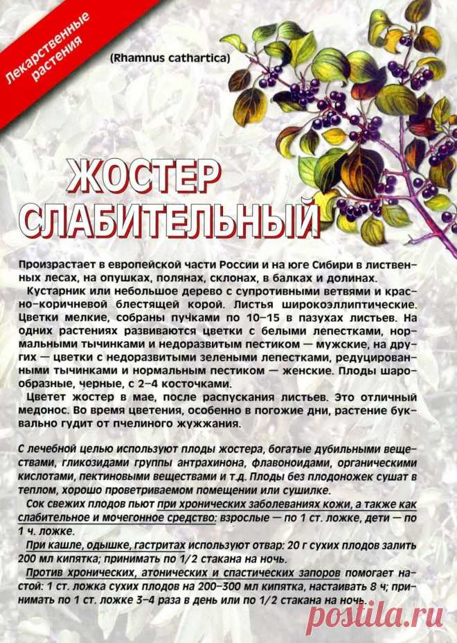 Жостер слабительный