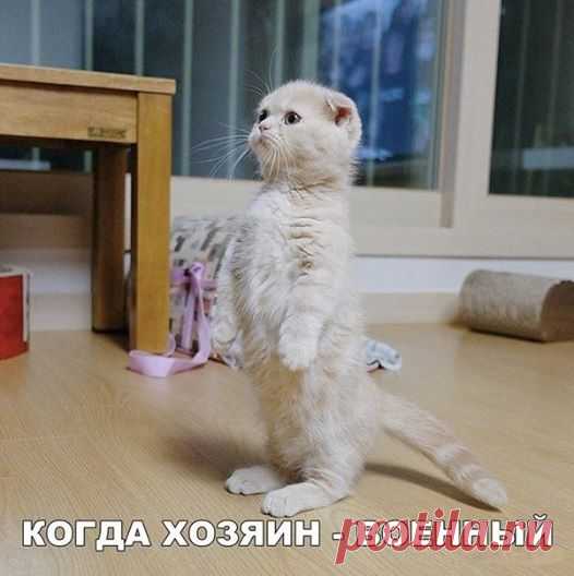 смешные картинки анекдоты позитив. присоединяйтесь! #ツ ПРИКОЛЫ ЮМОР ШУТКИ ツ группа фейсбук