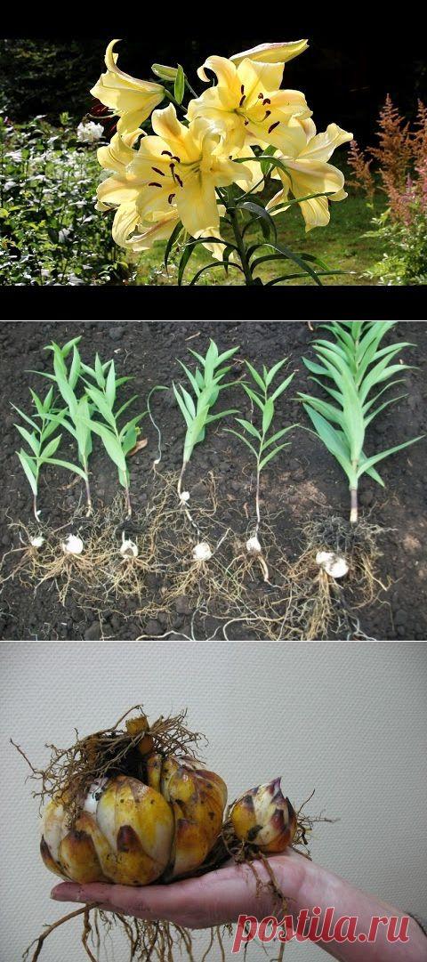 Пересадка лилии осенью или когда лучше пересаживать лилии?