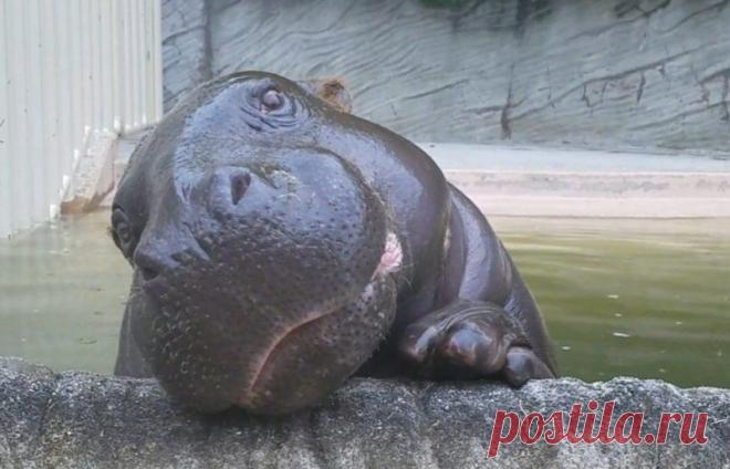 23 фотографии, после просмотра которых вы навсегда влюбитесь в бегемотиков Все любят кошечек и собак, пандочек, шиншилл, дельфинов, хомячков, морских свинок, тигрят и коал… Этот список можно продолжать еще очень долго, но