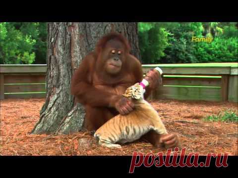 Орангутан-нянька / Видео / Моя Планета