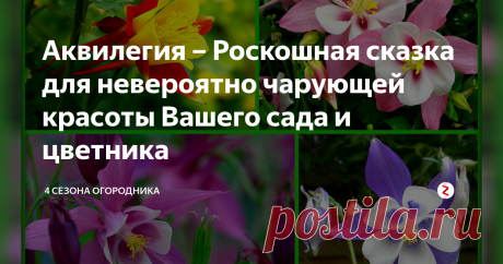 Аквилегия – Роскошная сказка для невероятно чарующей красоты Вашего сада и цветника Буйное разноцветье этих нетребовательных к почвам цветов украсят любой сад. Цветение аквилегии завораживает...