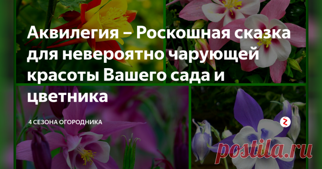 Аквилегия – Роскошная сказка для невероятно чарующей красоты Вашего сада и цветника Буйное разноцветье этих нетребовательных к почвам цветов украсят любой сад. Цветение аквилегии завораживает...