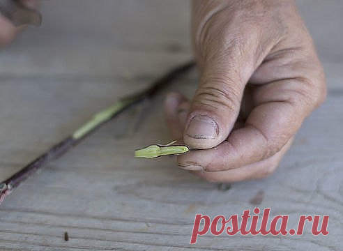 Прививка яблони летом: окулировка за кору. Мастер-класс