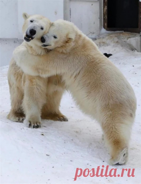 Мишка косолапый / cute bear – Google+