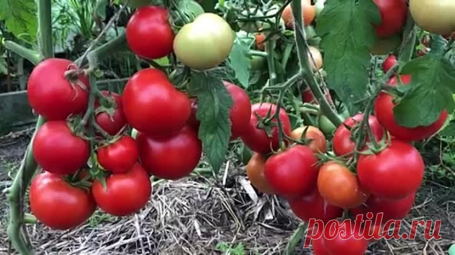 ПОСАДКА ТОМАТОВ НА БАНАН И ЯЙЦО!РЕЗУЛЬТАТ!