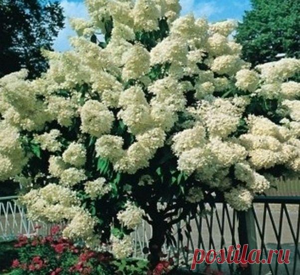 КРАСОТА СВОИМИ РУКАМИ.....штамбовое деревце из гортензии.