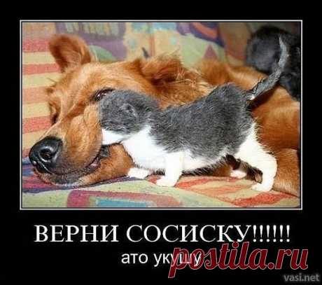 Котики - муркотики