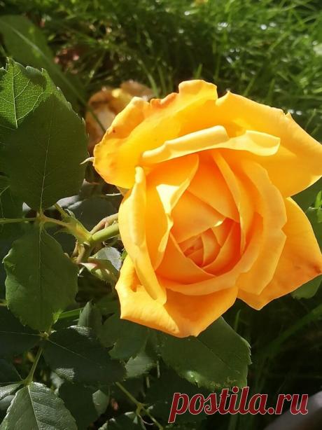 Канадские розы — находка для холодных регионов. 5 шикарных сортов | Азбука огородника | Яндекс Дзен