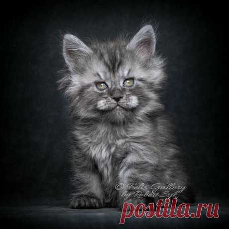 Очаровательные мейнкуны в фотографиях Роберта Сижка (Robert Sijka) | Фотоискусство