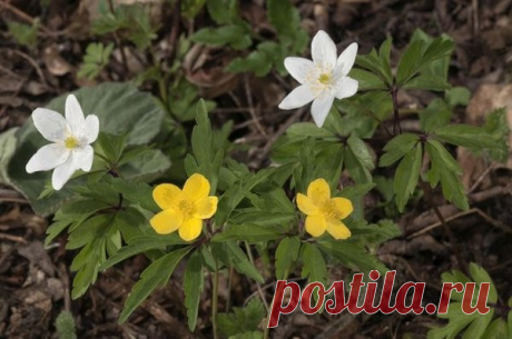 Что посадить под яблоней