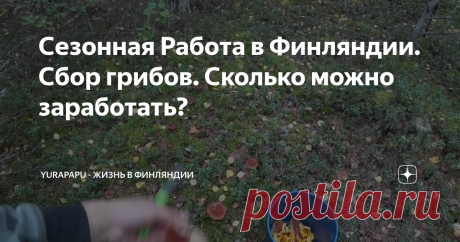 Сезонная Работа в Финляндии. Сбор грибов. Сколько можно заработать?