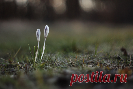35PHOTO - Роман Рысь - свечи шафранов