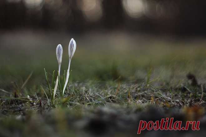 35PHOTO - Роман Рысь - свечи шафранов